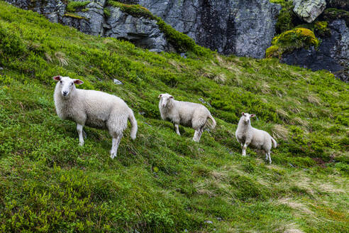 Norway, Aurland, Aurland plateau, Sheep in meadow - RUNF04236