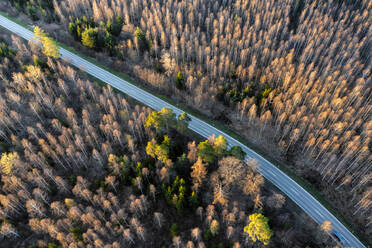 Country road amidst trees in forest during autumn, Baden-Wuerttemberg, Germany - STSF02908