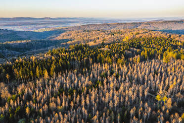 Schöne Herbstbäume im Schwäbischen Wald, Baden-Württemberg, Deutschland - STSF02910