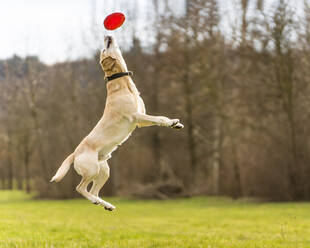 Labrador jumping to catch plastic disc - STSF02912
