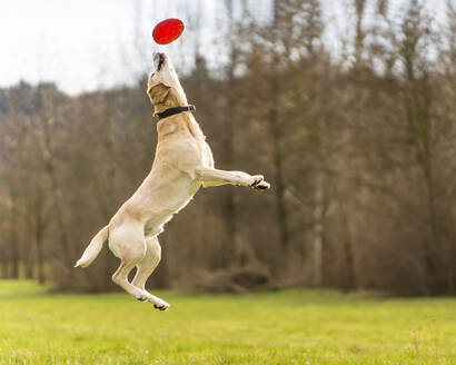 Labrador springt, um Plastikscheibe zu fangen - STSF02912