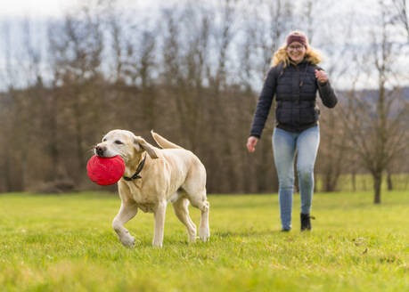 Lächelnde junge Frau mit Labrador, die eine Plastikscheibe trägt - STSF02914