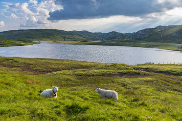 Norway, Setesdalen, Sheep in meadow over lake - RUNF04257