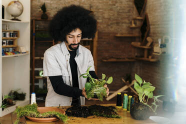 Mid adult Afro man holding kokedama plant at home - AFVF08488