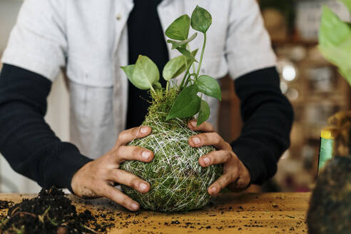 Hands of man holding kokedama houseplant on table at home - AFVF08496