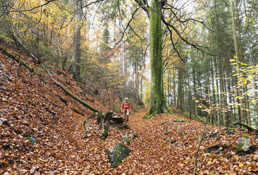 Älterer Mann beim Wandern im Herbstwald - GWF06961