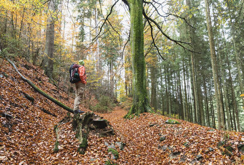 Älterer männlicher Wanderer im Herbst im Wald stehend - GWF06962