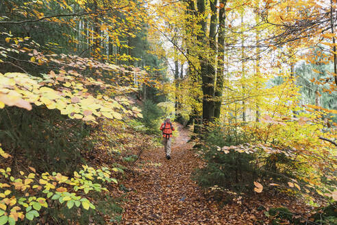 Älterer Mann geht im Herbst im Wald unter Bäumen spazieren - GWF06963