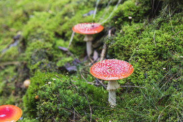 Fly agaric mushroom amidst green grass in forest - GWF06965