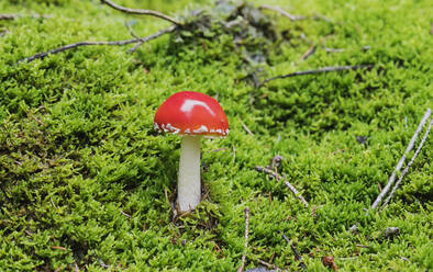 Red fly agaric mushroom amidst green grass in forest - GWF06966