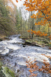 Fließendes Wasser im Wald im Herbst - GWF06968