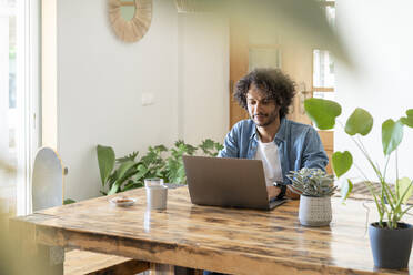 Männlicher Unternehmer arbeitet zu Hause am Laptop - SBOF03749