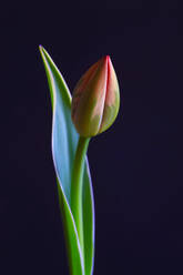 Studio shot of single budding tulip - JTF01846