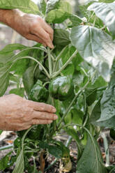 Senior man touching fresh plants in vegetable garden - OGF01020