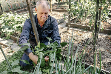 Älterer Mann bei der Gartenarbeit im Hinterhof - OGF01021