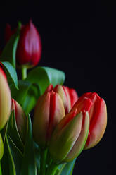 Studioaufnahme eines Blumenstraußes aus blühenden Tulpen - JTF01847