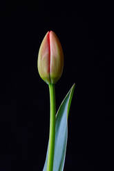 Studio shot of single budding tulip - JTF01848