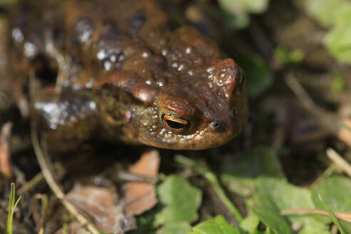 Nahaufnahme der Kreuzkröte (Bufo bufo) - JTF01849