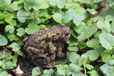 Sich paarende Erdkröten (Bufo bufo) - JTF01850