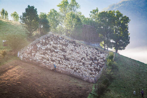 Rural landscape with flock of sheep in Dumesti, Apuseni mountains, Romania, Europe - RHPLF19435