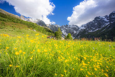 Alte Hüttengruppe zwischen Sommerblumen, Val d'Arigna, Valtellina, Orobie Alpen, Lombardei, Italien, Europa - RHPLF19437