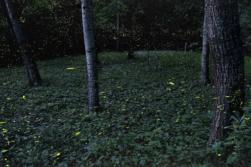 Glühwürmchen im Wald, Emilia Romagna, Italien, Europa - RHPLF19477