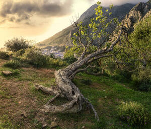 An ancient tree lying on a hillside above Chefchaouen, Morocco, North Africa, Africa - RHPLF19482