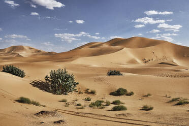 Sanddünen und Sträucher in der Wüste Sahara, Merzouga, Marokko, Nordafrika, Afrika - RHPLF19489