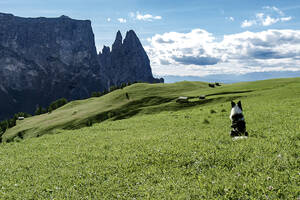 Border Collie Hund bewundert das Panorama auf der Seiser Alm, Dolomiten, Trentino-Südtirol, Italien, Europa - RHPLF19491