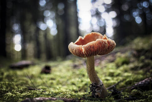 Mushroom in the undergrowth with moss, Trentino-Alto Adige, Italy, Europe - RHPLF19493