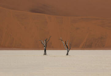 Zwei trockene Bäume in der Sossusvlei-Wüste, starker Kontrast zwischen dem roten Sand im Hintergrund und dem weißen Sand am Boden, Namib-Wüste, Namibia, Afrika - RHPLF19500