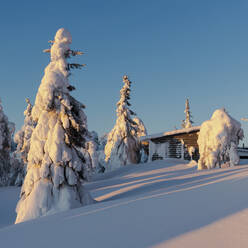 Schneebedeckte Bäume und Hütte, Kuusamo, Finnland, Europa - RHPLF19549