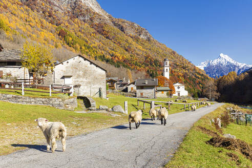 Schafe laufen auf der Straße in der Nähe eines Bergdorfes, Val Bodengo, Valchiavenna, Valtellina, Lombardei, Italien, Europa - RHPLF19585