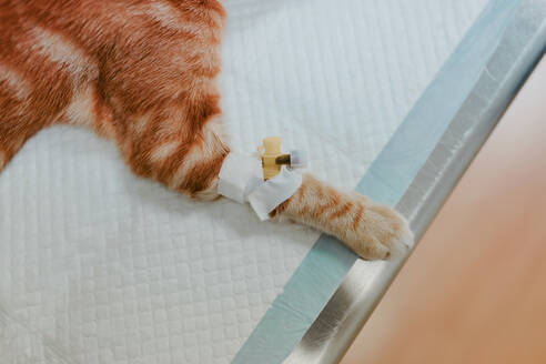 Hoher Winkel der Katze mit einem Stück Tropfenzähler auf einer Pfote, die auf dem Tisch eines Tierarztes im Krankenhaus liegt - ADSF22618