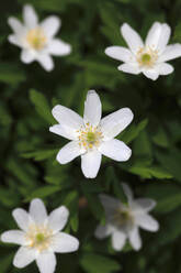 Kopf des weiß blühenden Buschwindröschens (Anemonoides nemorosa) - JTF01851