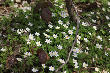 Weiße Buschwindröschen (Anemonoides nemorosa) blühen im Frühjahr - JTF01852