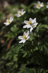 Weiß blühende Buschwindröschen (Anemonoides nemorosa) - JTF01853