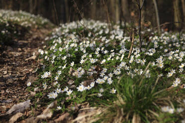 Weiße Buschwindröschen (Anemonoides nemorosa) blühen im Frühjahr - JTF01854
