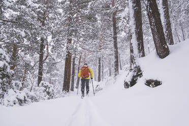 Young man wearing a yellow touring jacket and an orange backpack, skiing through a snowstorm in the woodlands of Sierra de Guadarrama - CAVF93774