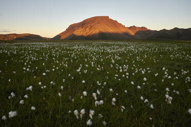 Blühendes Tal in der Nähe des Berges am Abend - CAVF93782