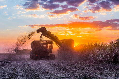 Harvesting sugarcane as part of biofuels production in Brazil - CAVF93867