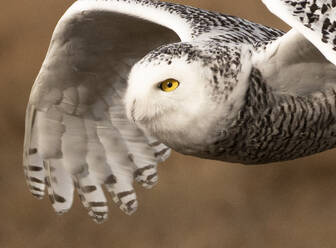 Snowy Owl In Flight over coastal Maine marsh - CAVF93970