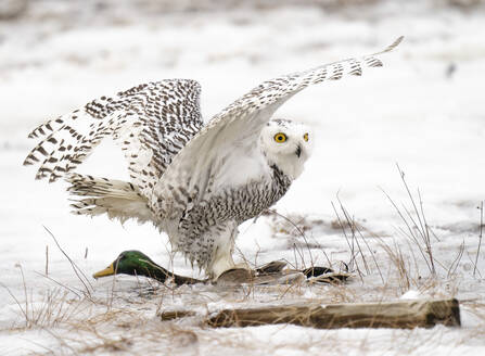 Snowy Owl wrestles with a mallard duck it captured in a Maine estuary. - CAVF93971