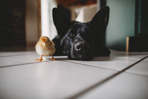 Chick and dog side by side on floor indoors - CAVF93974