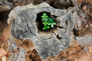 Plant growing on the trunk of an olive tree - ADSF22712