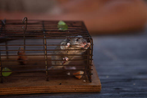 Mouse in cage looking away - GAF00187