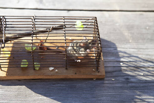 Mouse in cage during sunny day - GAF00189