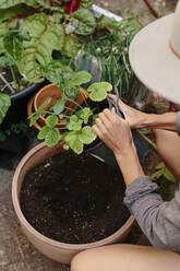 Woman planting strawberry plant in back yard garden - ACTF00025