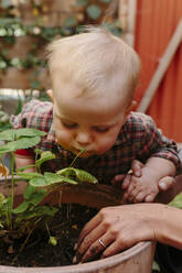 Toddler boy smelling leaf of plant in back yard garden - ACTF00026