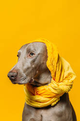 Liebenswerter reinrassiger Weimaraner-Hund mit gelbem Kopftuch auf dem Kopf sitzt vor gelbem Hintergrund im Studio - ADSF22941